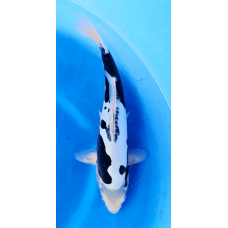 KGE.44 KUMONRYU "ORCA"